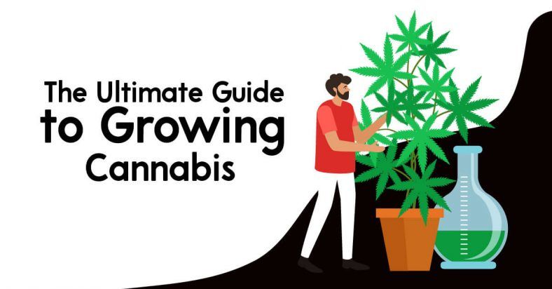 The Ultimate Guide To Growing Cannabis